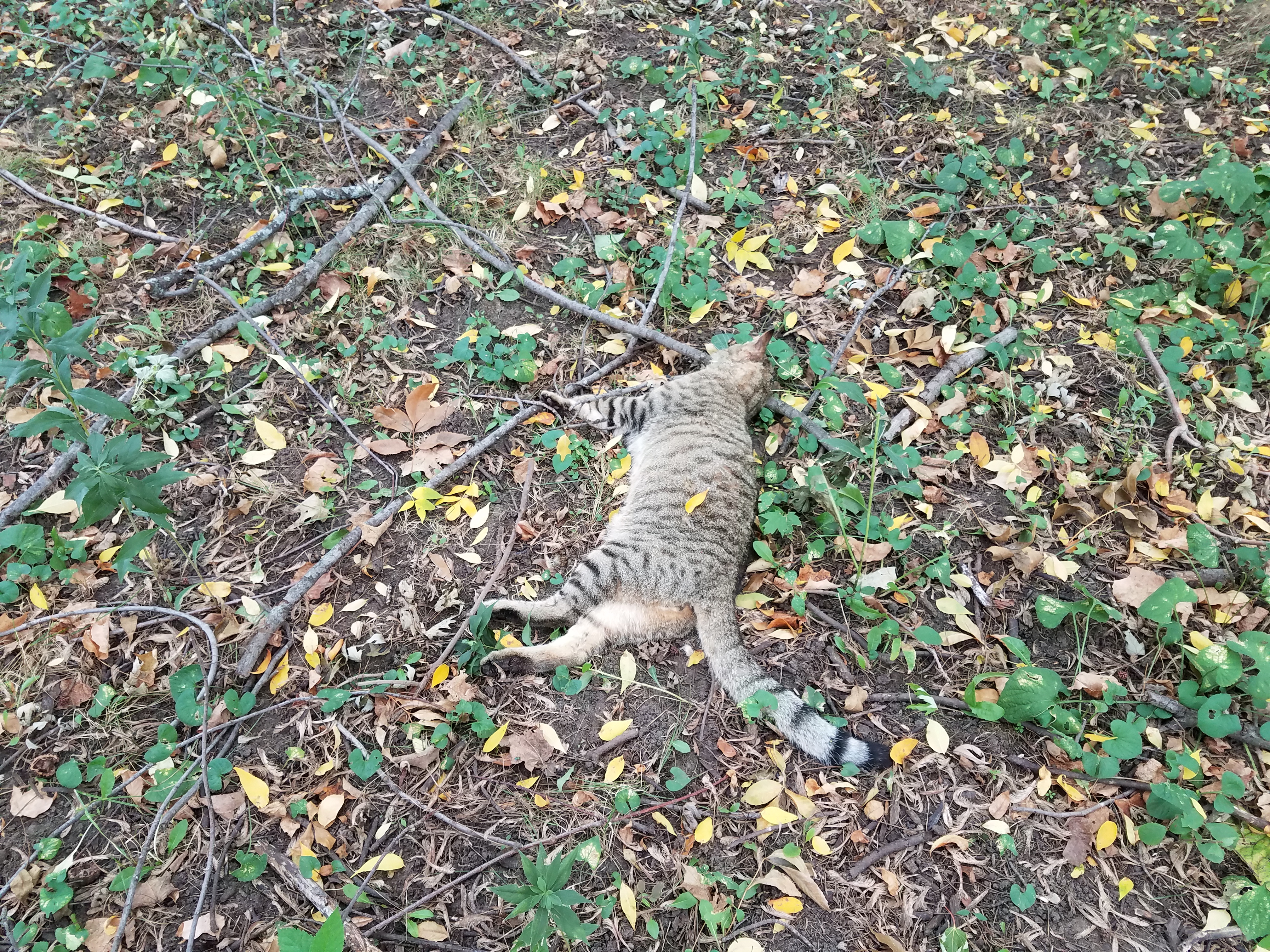 Not a Bobcat 1