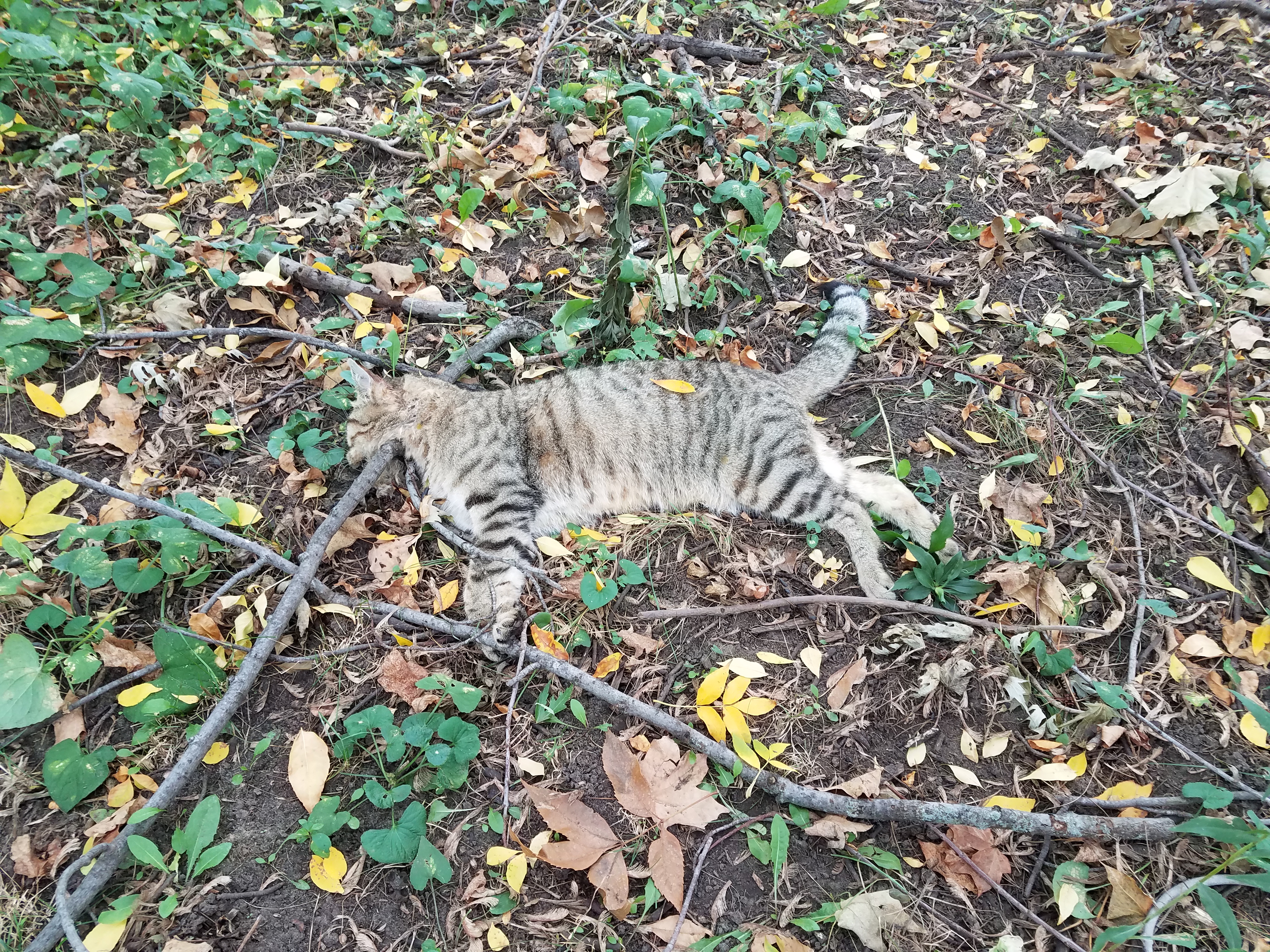 Not a Bobcat 2
